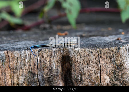 Juvenile five-lined skink on tree stump. It is a species of lizard endemic to North America and one of the most common lizards in the eastern U.S. Stock Photo