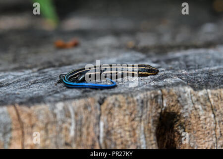 Juvenile five-lined skink on tree stump. It is a species of lizard endemic to North America and one of the most common lizards in the eastern U.S. Stock Photo