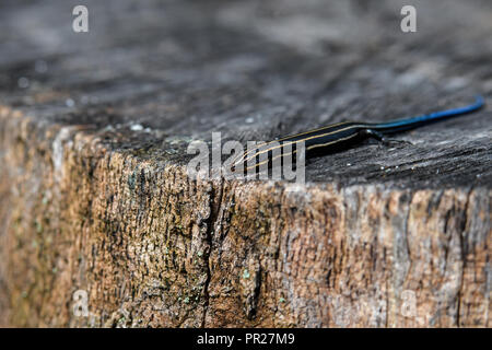 Juvenile five-lined skink on tree stump. It is a species of lizard endemic to North America and one of the most common lizards in the eastern U.S. Stock Photo