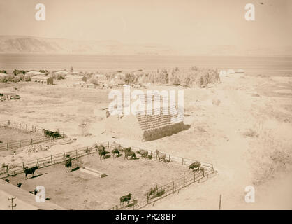 Ain Geb from the watch tower looking towards Tiberias. 1945, Cows, Corrals, Israel Stock Photo