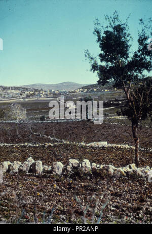 Southern Palestine, Hebron, Beersheba and Gaza area. Valley of Eshcol. Num. 1323. 1950 Stock Photo