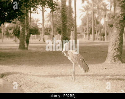 Sudan. Khartoum. Khartoum Zoo. A wise old shoe bill (Balaeniceps rex). 1936, Sudan, Khartoum Stock Photo