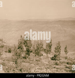 Cedars and Robinson family. 1925, Lebanon Stock Photo