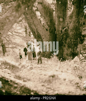 Cedars and Robinson family. 1925, Lebanon Stock Photo