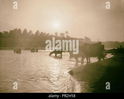 Iraq, cows in moonlight at river, or sunrise or sunset. 1932, Iraq Stock Photo