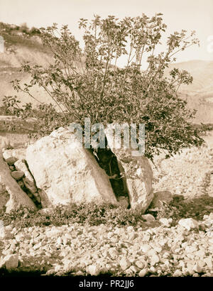 Agriculture, etc. Splitting of a great rock by the growth of a fig tree ...