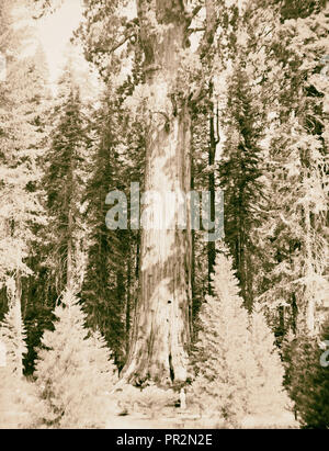 Sequoia National Park, Sept. 1957 The Sherman Tree. 1957, California, USA Stock Photo