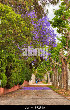 A purple jacaranda tree among green trees along a sidewalk with the purple petals on the ground below it Stock Photo