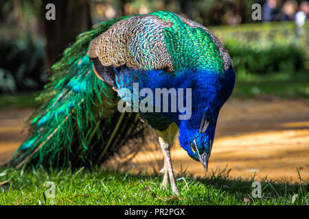 A male peacock with bright blue and green colors walking on the grass near a path in a garden Stock Photo