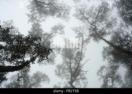 Low angle view of trees against foggy sky. Silhouettes, natural background, wallpaper. RF Stock Photo