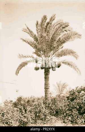 Date palm trees. 1898, Middle East, Israel and/or Palestine Stock Photo