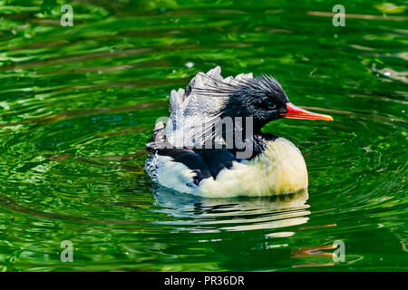 Scaly sided Merganser Chinese Merganser Duck Male Mergus squamatus Swimming Refletion Seattle Washiington Stock Photo
