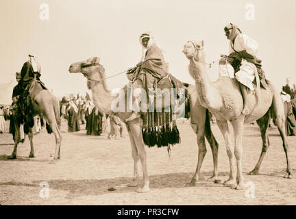 Race meeting (horse & camel). Beersheba. Camels paraded befo[re] the race. 1940, Israel, Beersheba Stock Photo