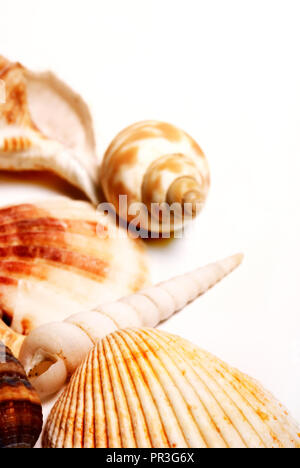 sea shells isolated Stock Photo