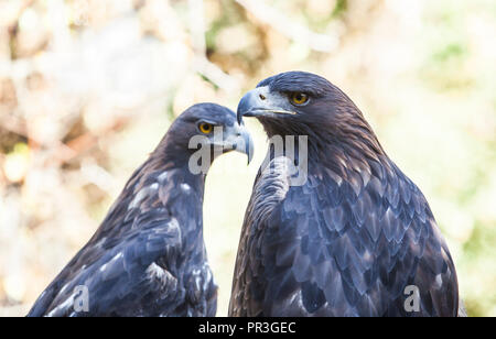 Couple of Iberian Golden eagles or Aquila chrysaetos, Caceres, Spain Stock Photo