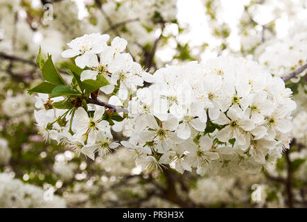 Close-up photo of apple branches with white flowers and green leaves on spring day Stock Photo