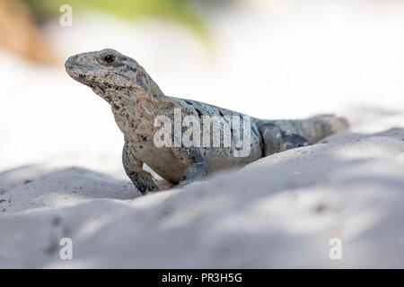 Scaley iguana basking on a sandy beach in the sun and shadows on the Yacatan in the Riviera in Mexico looking Stock Photo