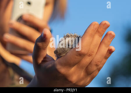 Girl takes a picture of a small hedgehog on a mobile phone on a  Stock Photo