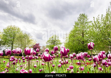 A flower bed of purple and white tulips in a park bringing colour to a grey sky day, Nottingham, England, UK Stock Photo
