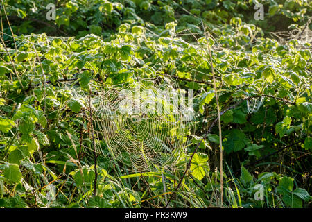 Early morning dew and sunlight on a spider's web woven over a bush, Nottinghamshire, England, UK Stock Photo