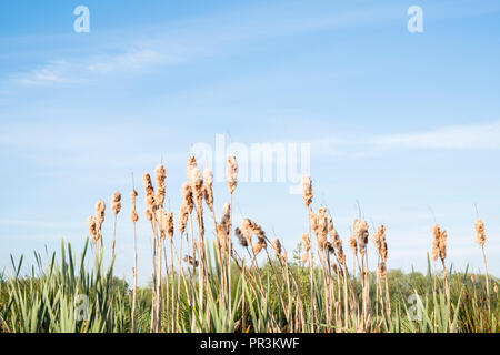 Bulrushes in Spring. Common Bulrush (Typha latifolia), Broadleaf Cattail or Great Reedmace with fluffy seed heads, Nottinghamshire, England, UK Stock Photo