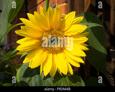 Closeup of a sunflower in fron of a brick wall Stock Photo