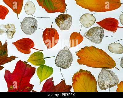 autumn garden layout with autumn leaves honesty seeds and chinese lanterns Stock Photo