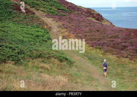 Lone Male Hiker Walking to the Headland of Trwynbychan on Isle of Anglesey Coastal Path in Wales, UK. Stock Photo