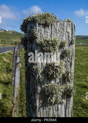 Gray green lichen growing on weathered fence post with pastures and croft in distance on Shetland Mainland Stock Photo