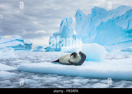 Crabeater seal (lobodon carcinophaga) in Antarctica resting on drifting pack ice or icefloe between blue icebergs and freezing sea water landscape in  Stock Photo