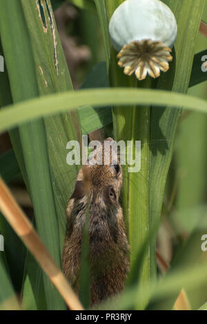 Field mouse discovered a fallen popy seed head