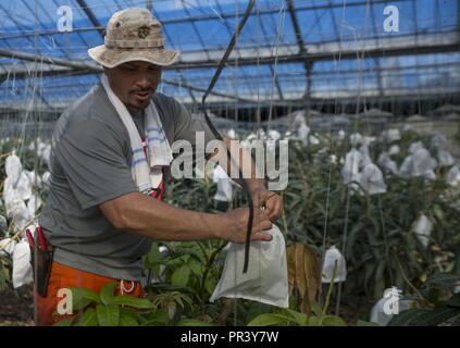 Mike A. Miranda, also known as Mango Mike, bags an unripe mango to aid the harvesting process in one of his greenhouses, July 22, 2017 in Motobu, Okinawa, Japan.  He bags the fruit to protect them from any damages that may occur before they are ready to be picked. Miranda, a native of Orlando, Florida, served 14 years of active duty service in the Marine Corps before he settled down as a mango farmer with his Okinawan family. Stock Photo