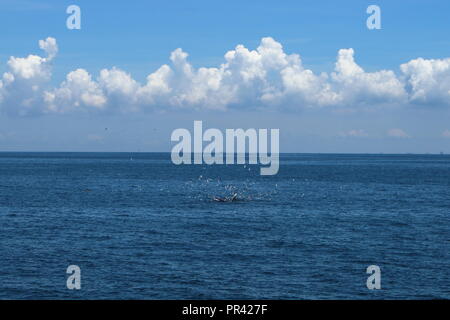 Bryde's whale eating food in Gulf of Thailand Stock Photo