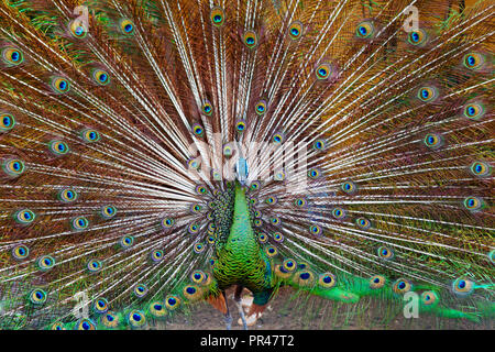 Portrait of wild male peacock with fanned colorful train. Green peafowl display tail with blue and gold iridescent feather. Bird plumage background Stock Photo