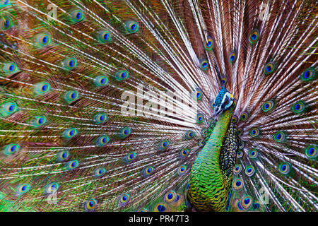 Portrait of wild male peacock with fanned colorful train. Green Asiatic peafowl display tail with blue and gold iridescent feather. Bird plumage Stock Photo