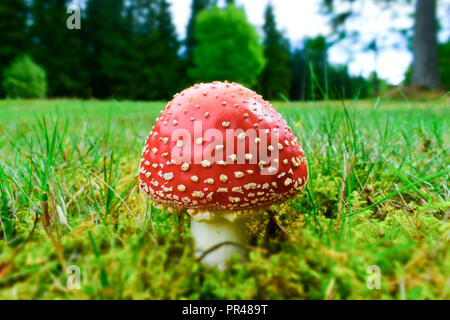 Amanita muscaria, commonly known as the fly agaric or fly amanita, is a basidiomycete mushroom, one of many in the genus Amanita. Stock Photo