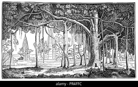 Banyan tree vintage drawing Black and White Stock Photos & Images - Alamy