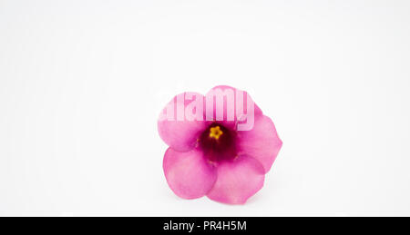 Beautiful Purple Allamanda flower blooming on white background Stock Photo