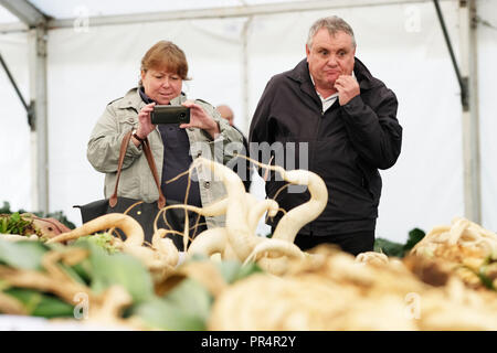 Malvern Autumn Show, Malvern, Worcestershire - September 2018 - Visitors admire the giant and contorted radishes on show - Photo Steven May / Alamy Live News Stock Photo