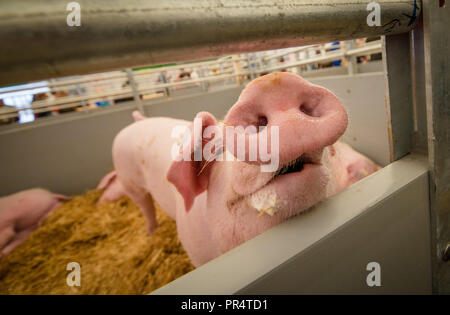 29 September 2018, Baden-Wuerttemberg, Stuttgart: A pig looking curiously into the camera in a hall of the 100th Agricultural Main Festival (LWH) at the Cannstatter Wasen. Photo: Christoph Schmidt/dpa Stock Photo