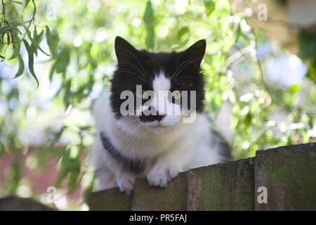 Black and white cat perched on a wooden fence in a sunny garden, with soft natural light and leafy green background creating a peaceful scene. Stock Photo