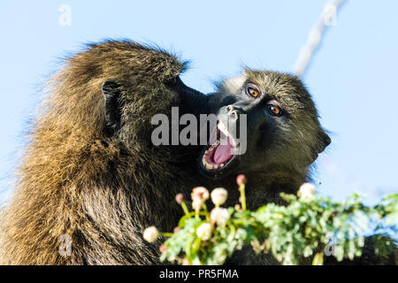 Two olive baboons (Papio Anubis) fighting, Lake Nakuru, Kenya Stock Photo