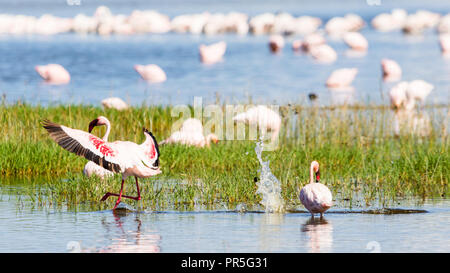 Lesser flamingo landing on water, Lake Nakuru, Kenya Stock Photo