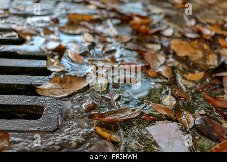 Wet autumn leaves in puddle near drain. Stock Photo