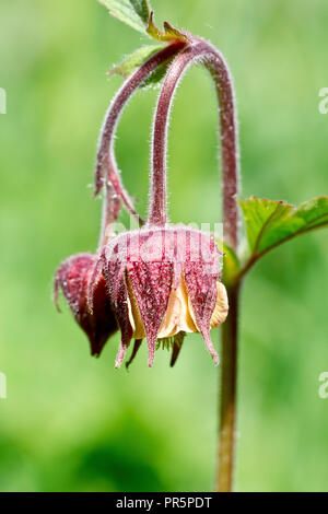 Water Avens (geum rivale), sometimes called Billy's Button, close up of a single flower with low depth of field. Stock Photo