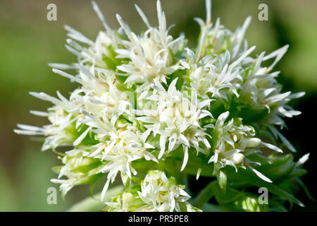 White Butterbur (petasites alba), close up of a solitary flower head of the male plant. Stock Photo