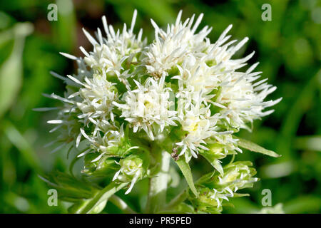 White Butterbur (petasites alba), close up of a solitary flower head of the male plant. Stock Photo