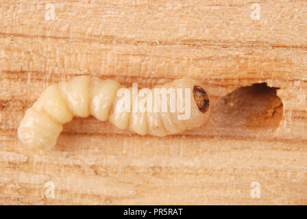 Larva bark beetle (Scolytinae). Larva of Bark beetles legless on wood background. Stock Photo