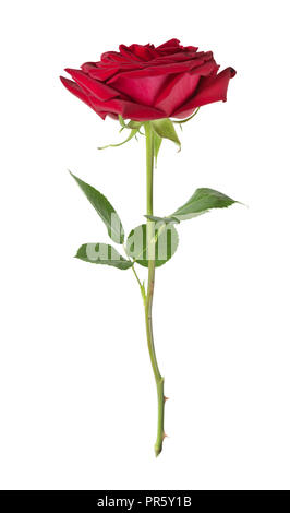 Luxurious dark-red rose on a long stem with green leaves isolated on white background, side view Stock Photo