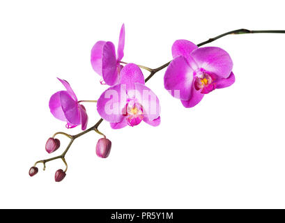 Pink flower of a phalaenopsis orchid with several buds on a branch, isolated on a white background Stock Photo